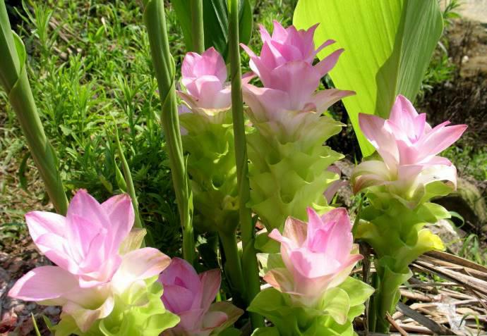 Yu Jin (Turmeric tubers) plant