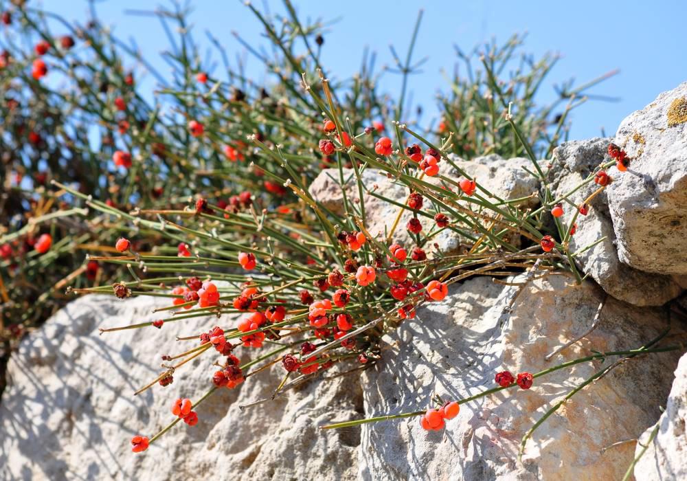 Ma Huang (Ephedra) plant