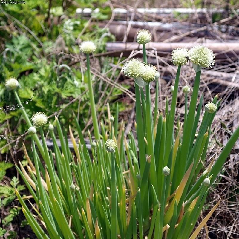 Cong Bai (Scallions) plant