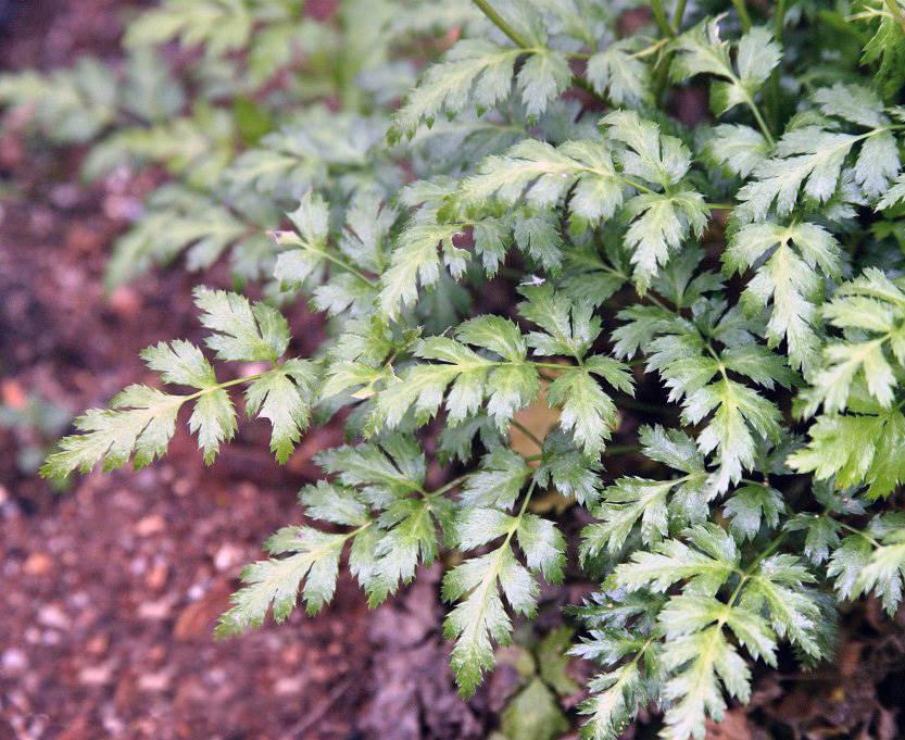Huang Lian (Goldthread rhizomes) plant