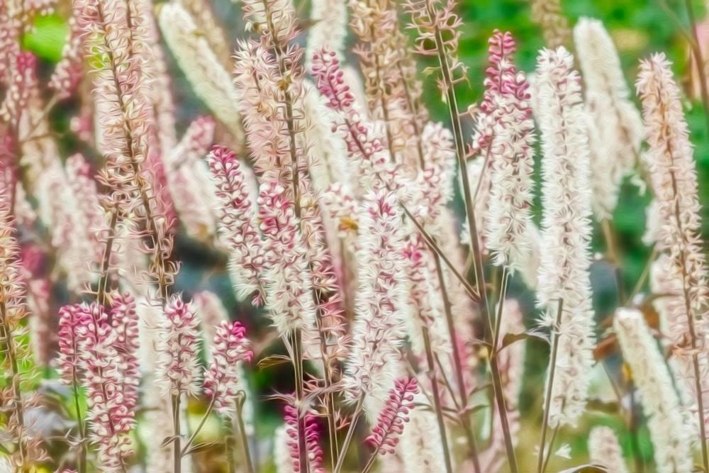 Sheng Ma (Bugbane rhizomes) plant