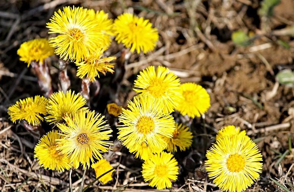 Kuan Dong Hua (Coltsfoot flowers) plant