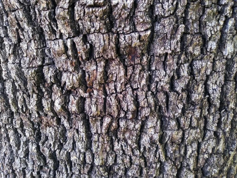 Sang Bai Pi (Mulberry bark) plant