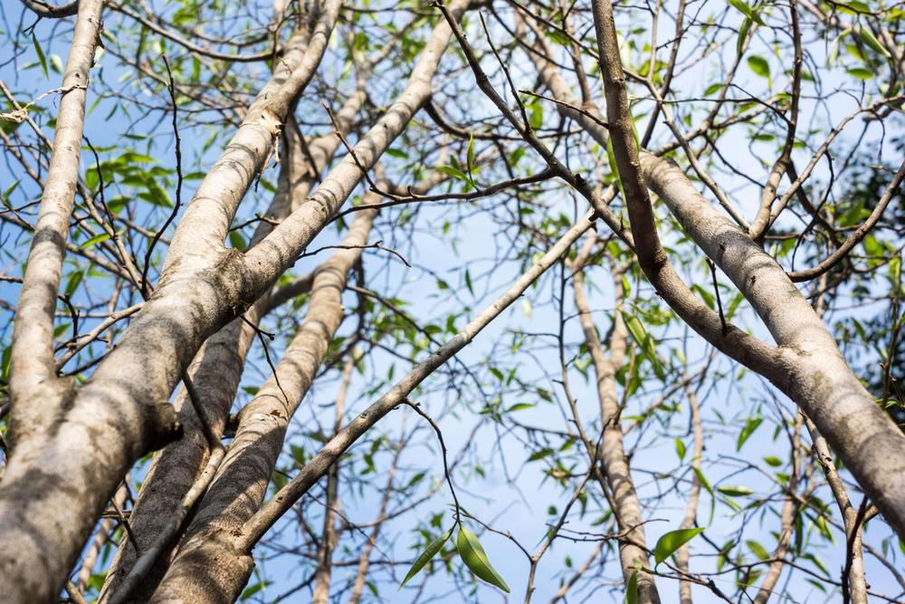 Chen Xiang (Agarwood) plant