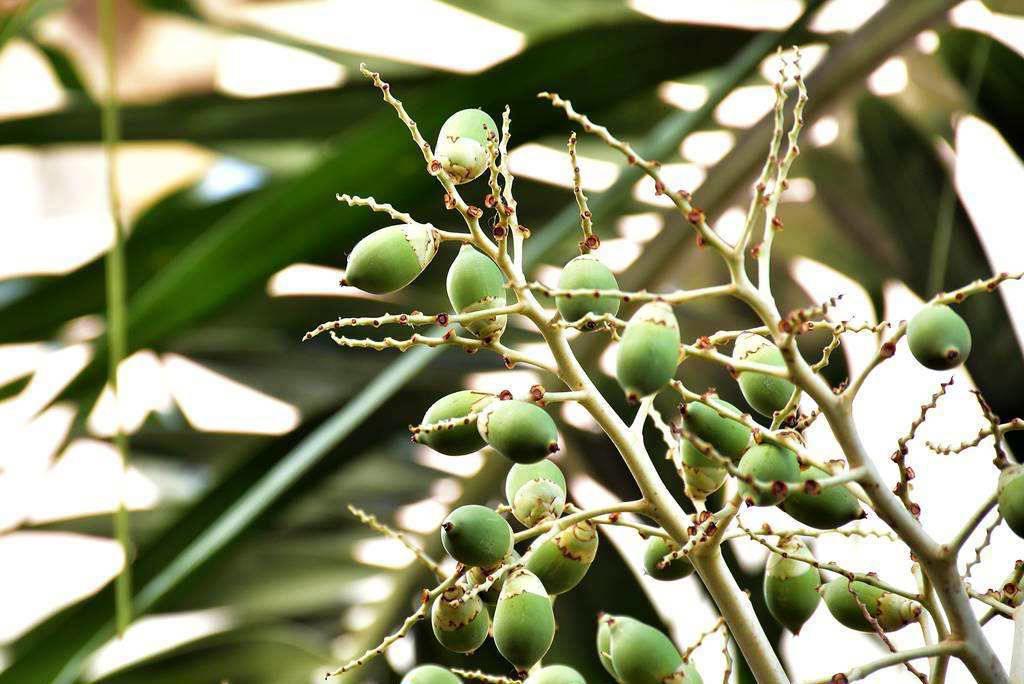 Bing Lang (Areca nuts) plant