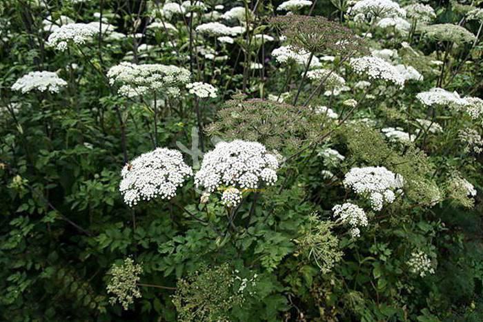 Qiang Huo (Notopterygium roots) plant