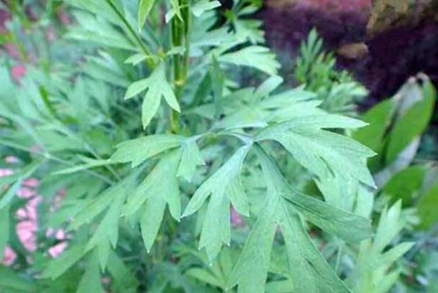 Fang Feng (Saposhnikovia roots) plant