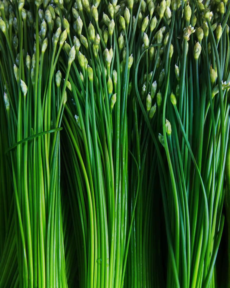 Jiu Cai Zi (Garlic chive seeds) plant