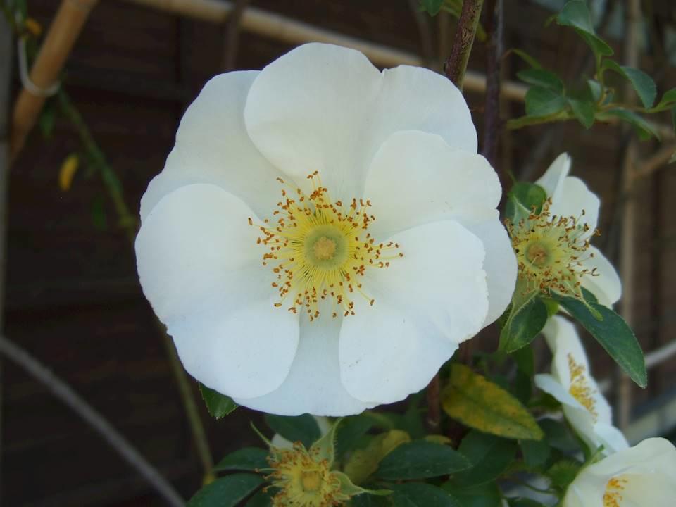 Jin Ying Zi (Cherokee rose fruits) plant