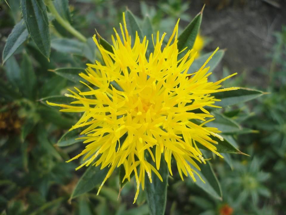 Hong Hua (Safflowers) plant