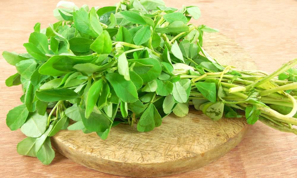 Hu Lu Ba (Fenugreek seed) plant