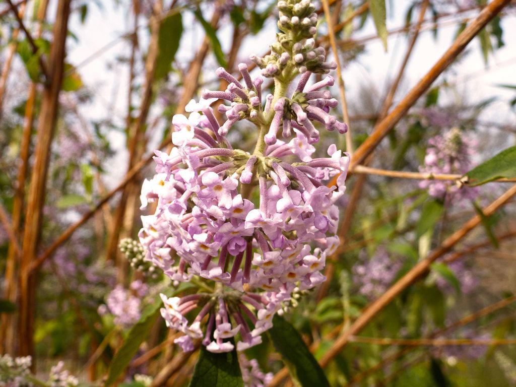 Mi Meng Hua (Pale Butterflybush Flower) plant