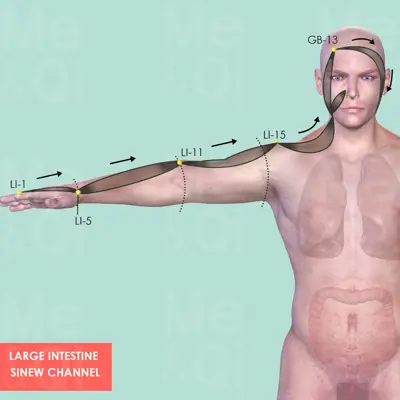 Large Intestine Sinew Channel pathway