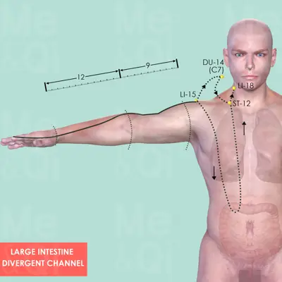 Large Intestine Divergent Channel pathway