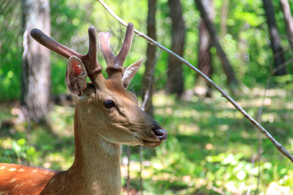 Lu Rong (Pilose antlers) plant