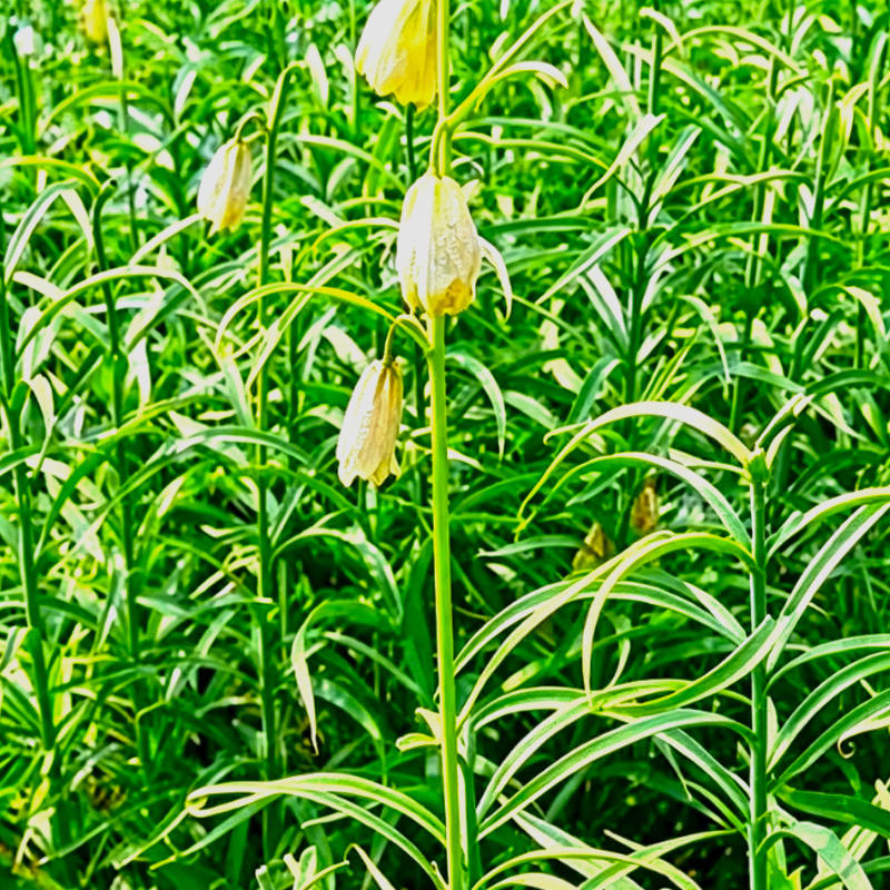 Zhe Bei Mu (Zhejiang Fritillary bulb) plant