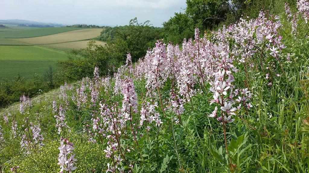 Bai Xian Pi (Dittany root bark) plant