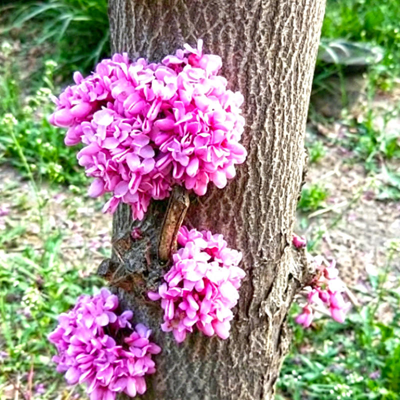 Zi Jing Pi (Chinese redbud bark) plant
