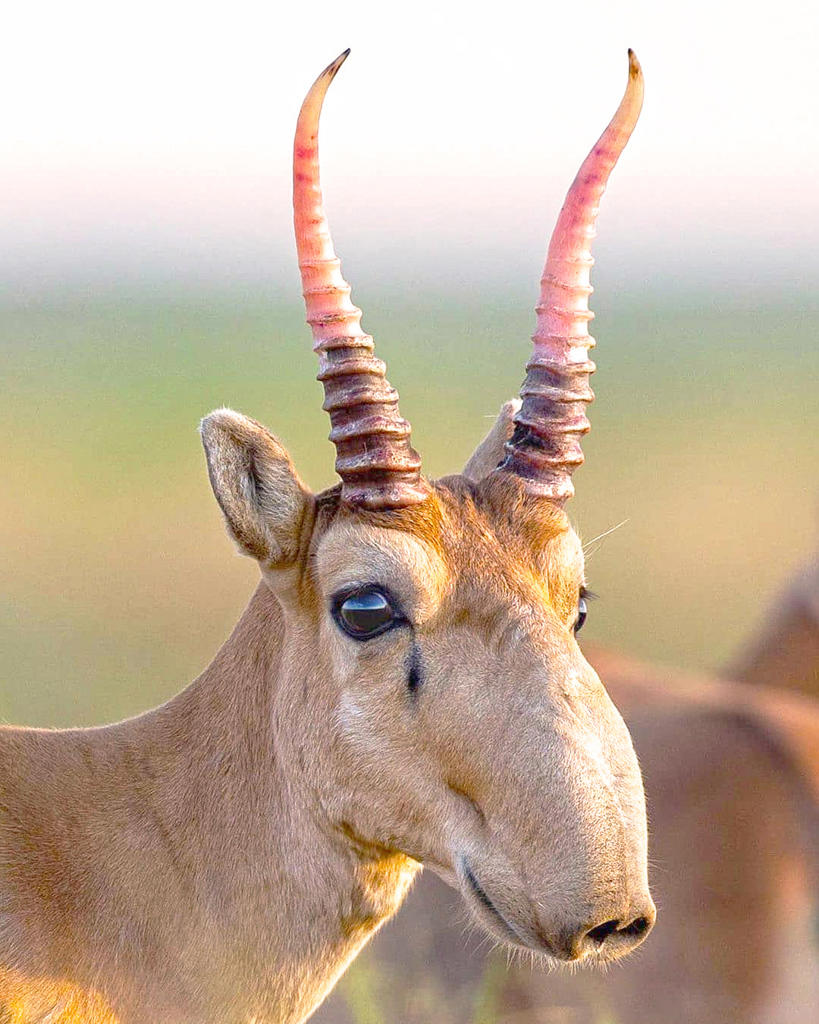 Ling Yang Jiao (Saiga antelope's horns) plant