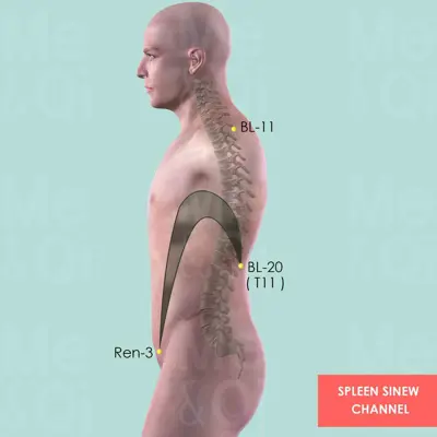 Spleen Sinew Channel pathway