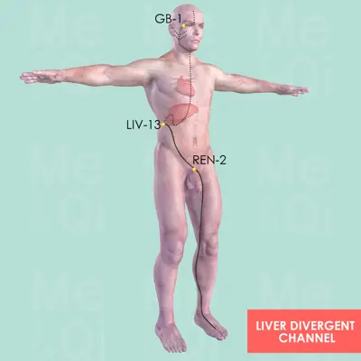 Liver Divergent Channel pathway