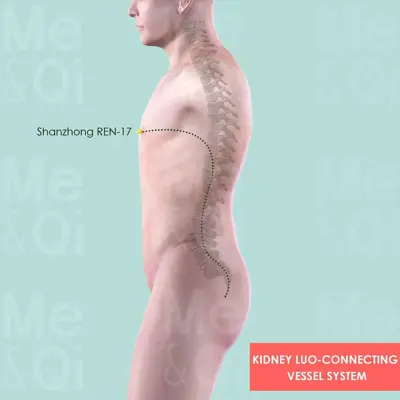 Kidney Luo-Connecting Vessel System pathway