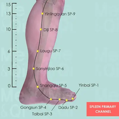 Spleen Primary Channel pathway
