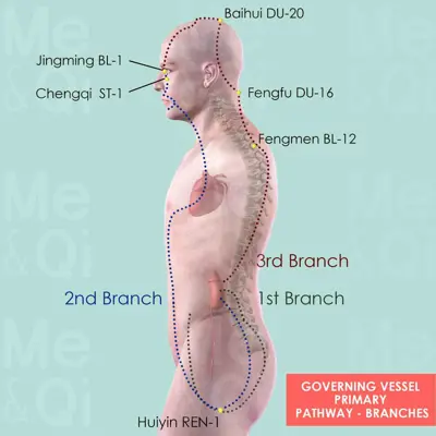 Governing  Vessel Primary pathway pathway
