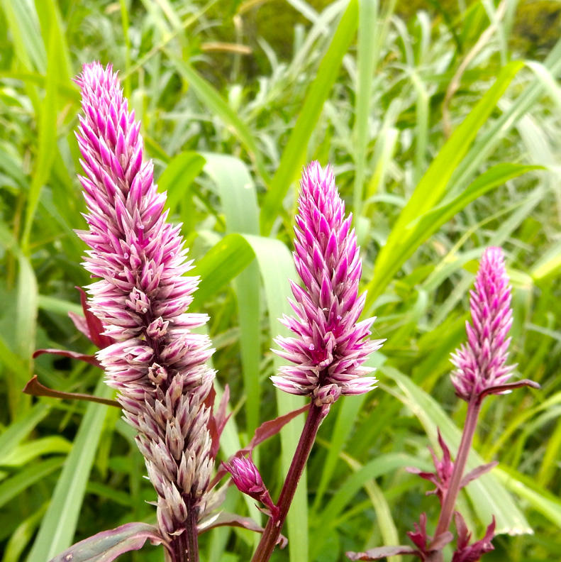 Qing Xiang Zi (Celosia seed) plant