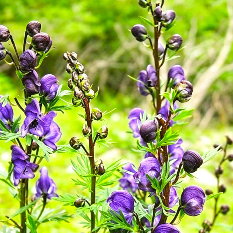 Xue Shang Yi Zhi Hao (Snow Monkshood Root) plant