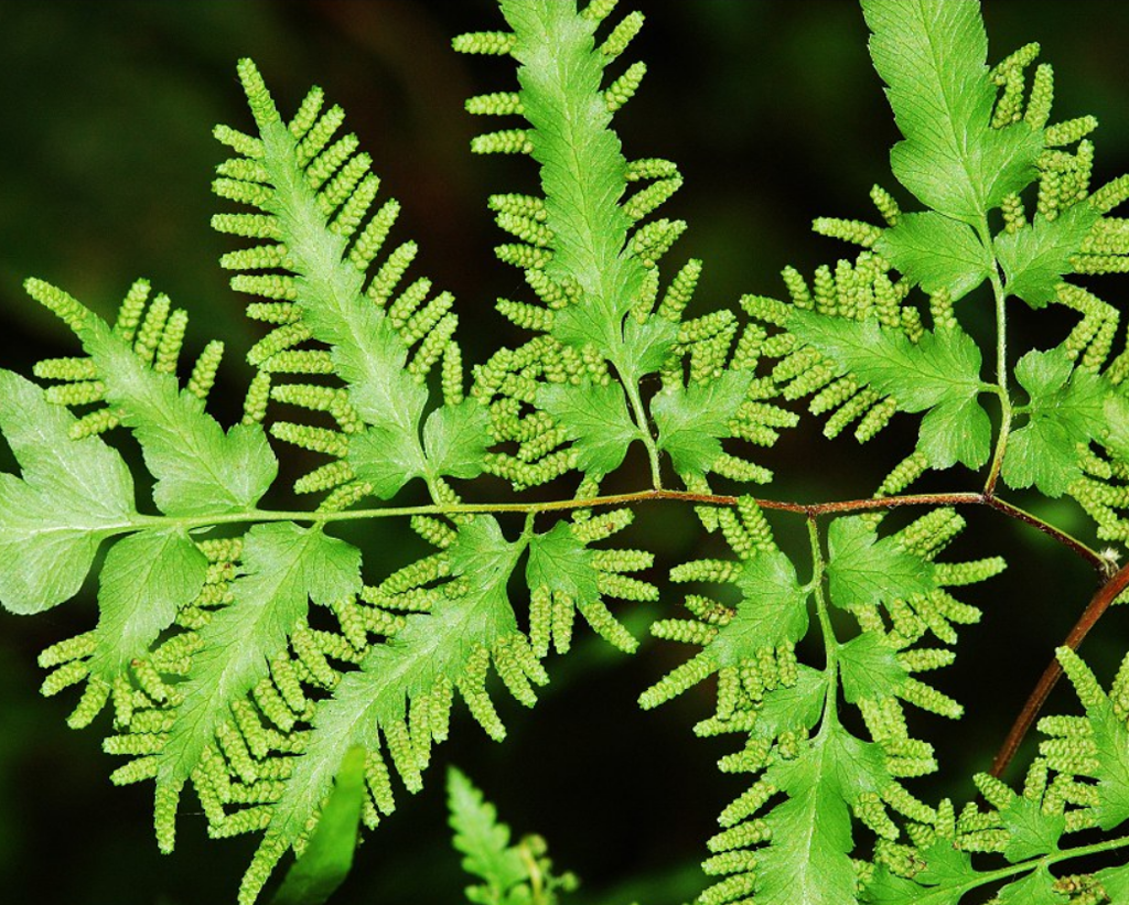Hai Jin Sha (Japanese climbing fern spores) plant