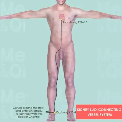 Kidney Luo-Connecting Vessel System pathway