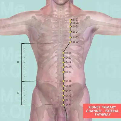 Kidney Primary Channel  pathway