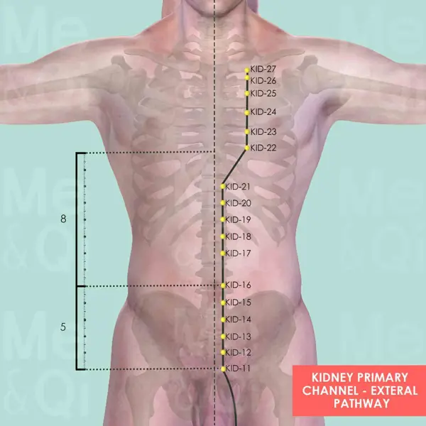 Kidney Meridian pathway diagram