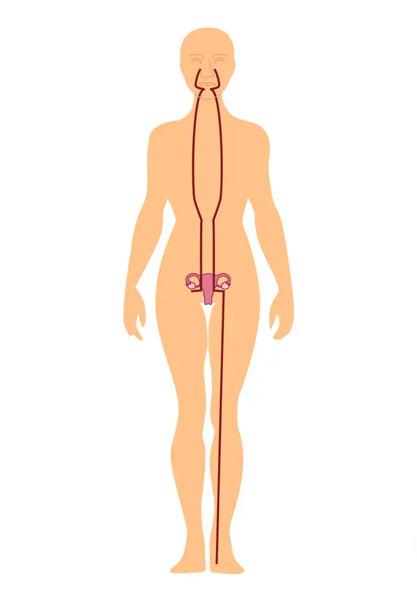 Penetrating Vessel pathway diagram