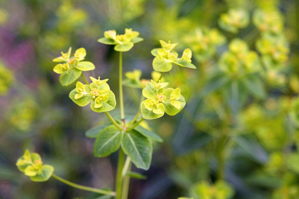 Jing Da Ji (Peking spurge roots) plant