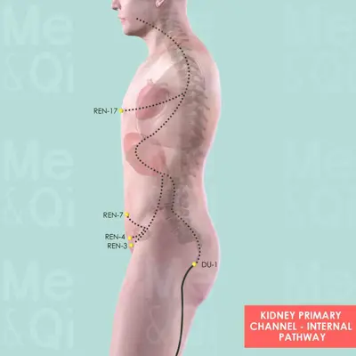 Kidney Primary Channel  pathway