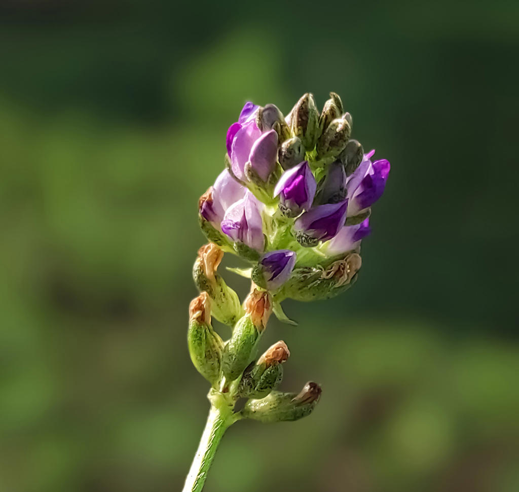 Bu Gu Zhi (Psoralea fruits) plant