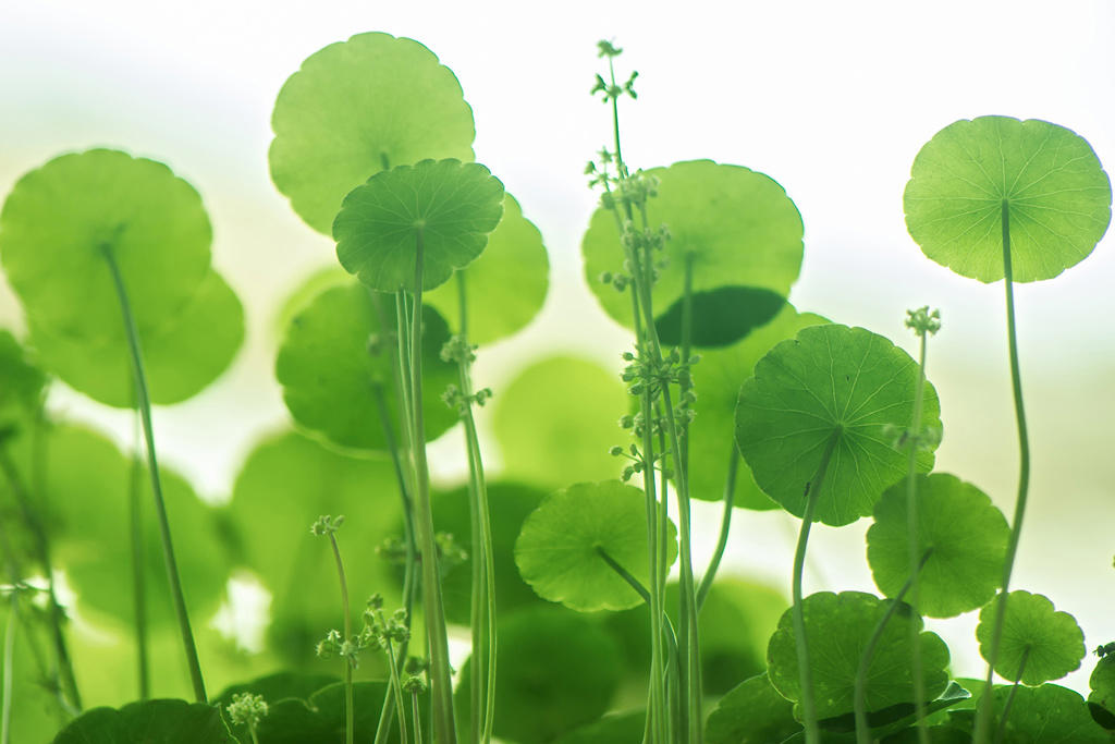 Ji Xue Cao (Gotu Kola) plant