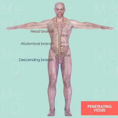 Penetrating Vessel pathway