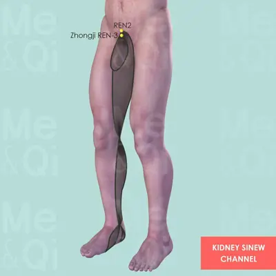 Kidney Sinew Channel pathway