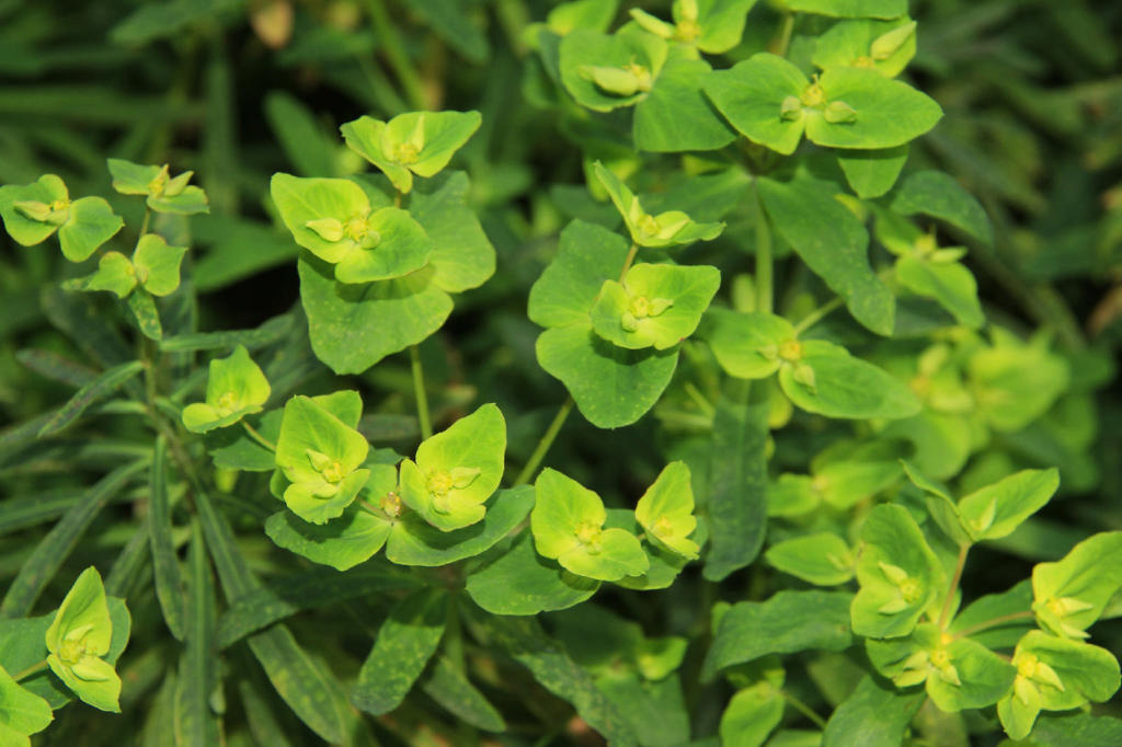 Gan Sui (Kansui roots) plant