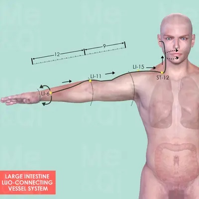 Large Intestine Luo-Connecting Vessel System pathway