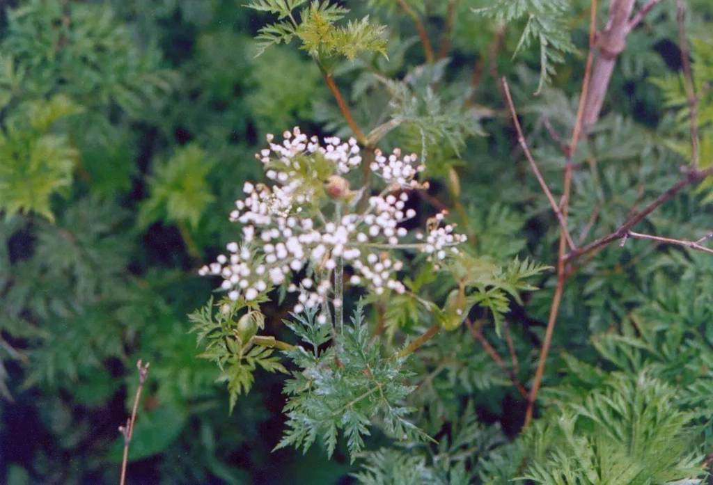 Chuan Xiong (Szechuan lovage roots) plant