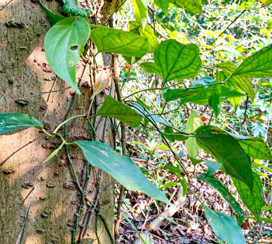 Hai Feng Teng (Kadsura pepper stem) plant