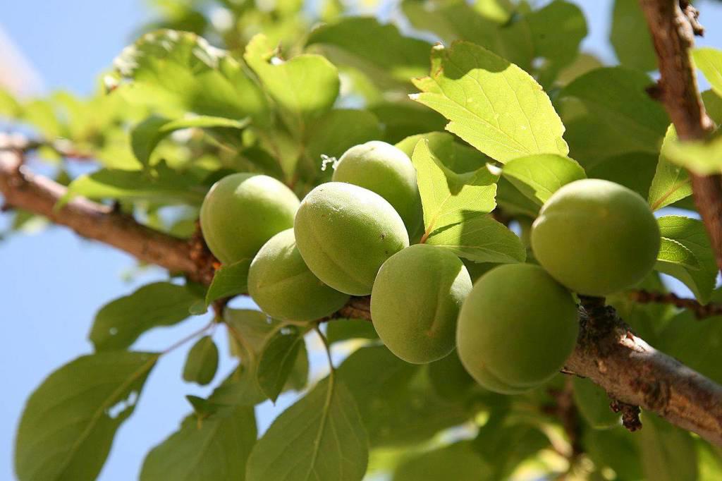 Wu Mei (Chinese plums) plant