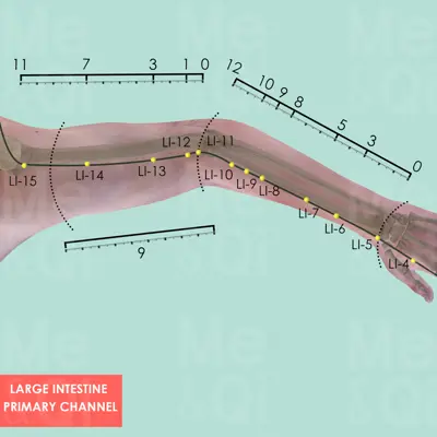 Large Intestine Primary Channel pathway
