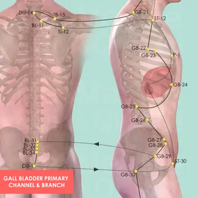 Gall Bladder Primary Channel  pathway