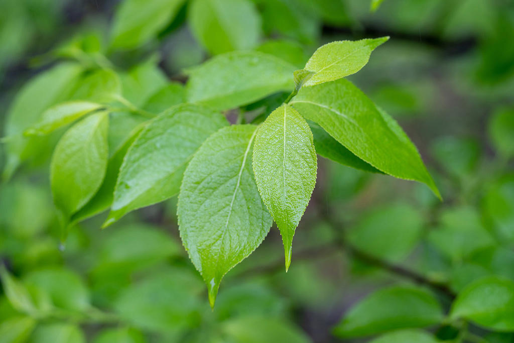Du Zhong Ye (Eucommia leaf) plant
