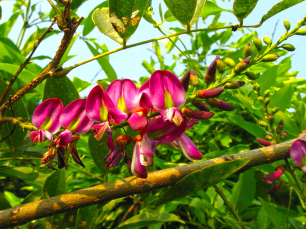 Ji Xue Teng (Spatholobus stems) plant